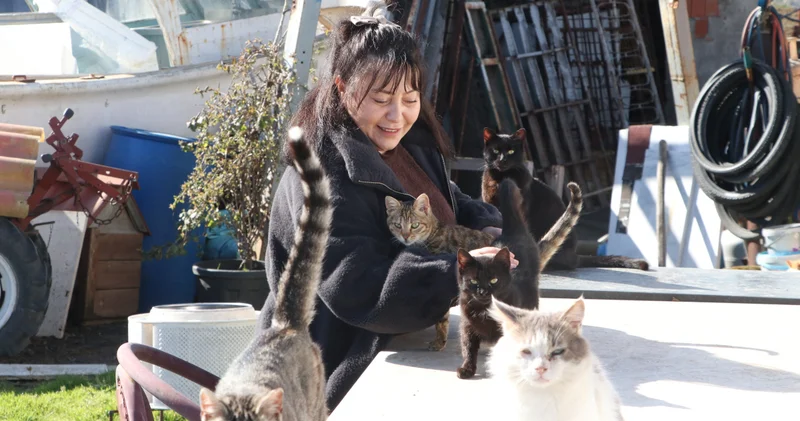 Evladım dediği kedileri 10 yıldır besleyip sahiplendiriyor