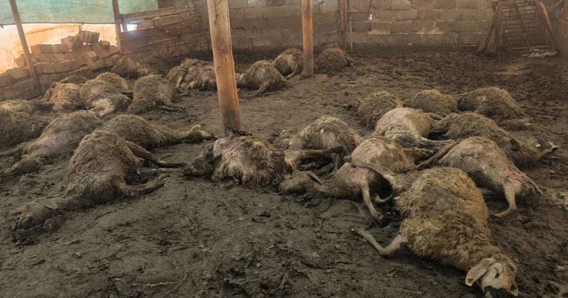 Üreticinin tüm birikimi bir gecede yok oldu