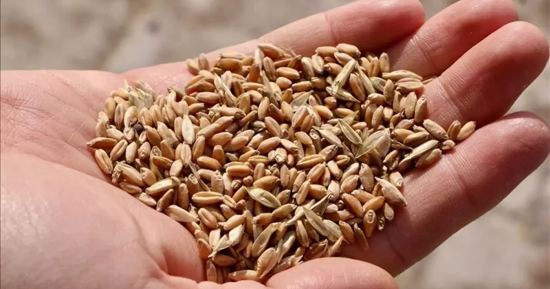 İklim değişikliğine karşı tarımda yerli ve ata tohumlar öne çıkıyor