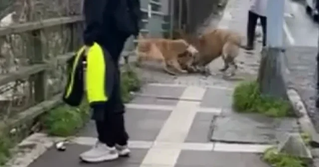 Üsküdar da sahipsiz köpek sürüsü paniği: Hem araçlara hem vatandaşlara saldırıyorlar VİDEO İZLE