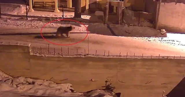 Kış uykusundan uyanan ayılar Bayburt un köylerinde yiyecek aradı Bayburt Haberleri