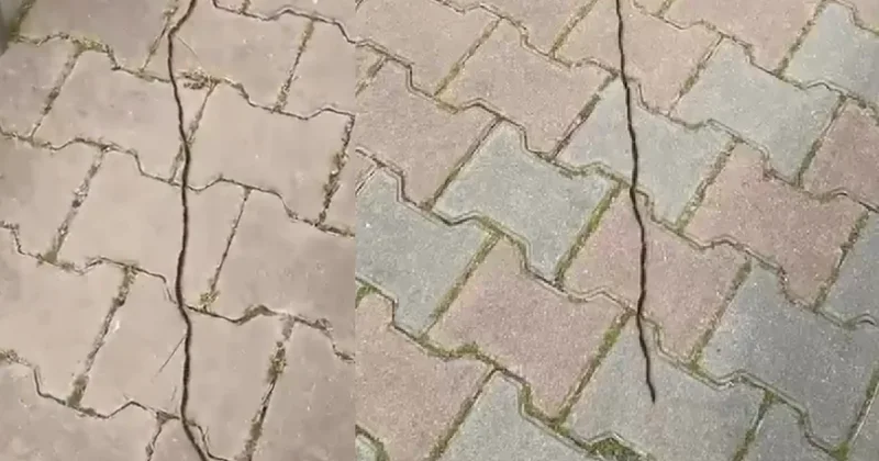 Ormandaki büyük tehlike İstanbul a indi: Dokunanın dili çürüyor Sözcü Gazetesi