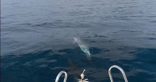 Saros ta teknenin yanında yüzen yunuslar kamerada Edirne Haberleri