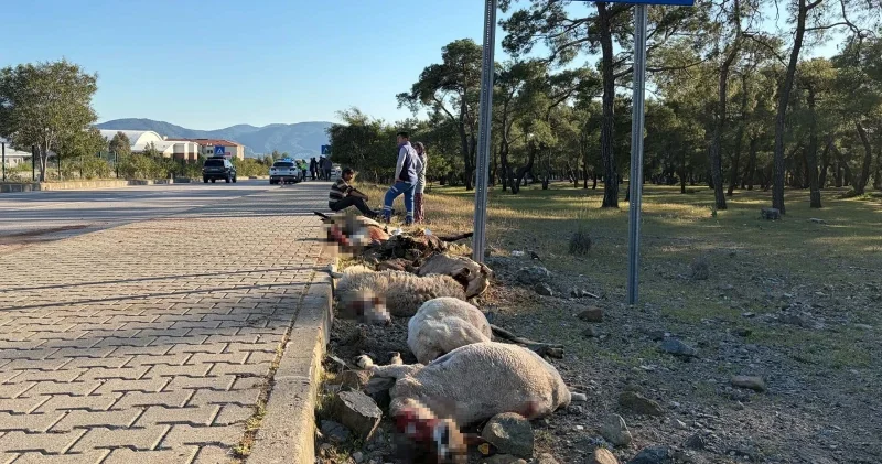 Motosiklet sürüye daldı: Jandarma koyun sahibine ceza yazdı Muğla Haberleri