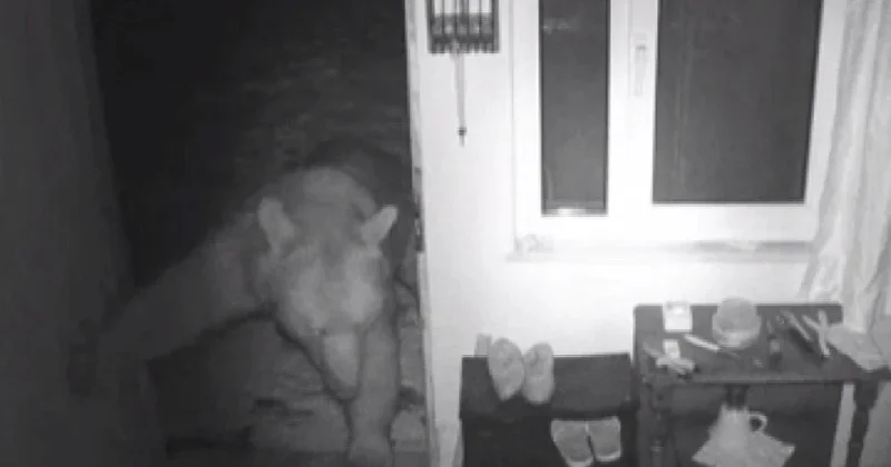 Trabzon’da yayla evlerine giren ayılar kamerada