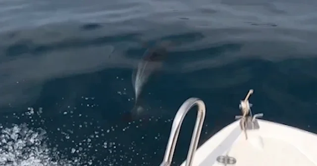 Saros Körfezi’nde yunuslar tekne ile yarıştı VİDEO İZLE