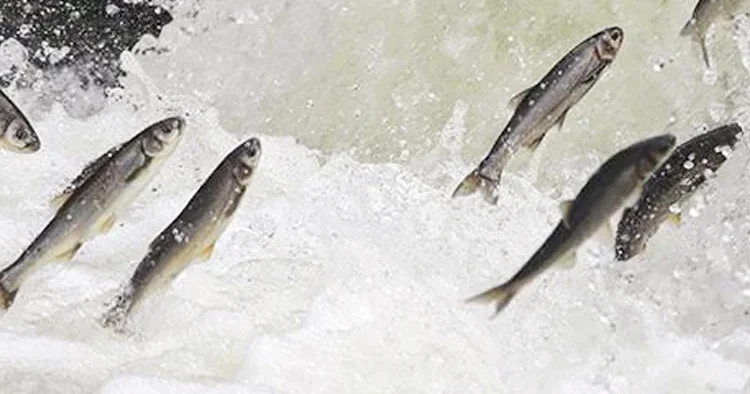 İnci kefaline göç temizliği