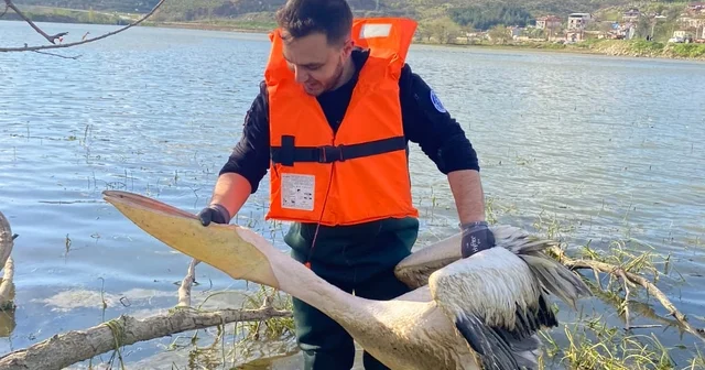 Barajda bitkilerin arasında mahsur kalan yaralı pelikanı itfaiyeciler kurtardı Bursa Haberleri
