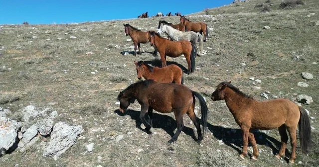 Havanın ısınmasıyla yılkı atlarının hareketliliği arttı Afyonkarahisar Haberleri