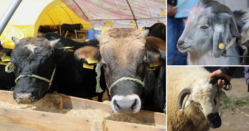 Vekalet yoluyla kurban kesim bedelleri belirlendi! Diyaner 2026 kurban kesim bedelini açıkladı Aktüel Haberleri