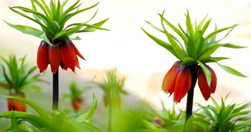 Muş ta Ters Laleler Açtı