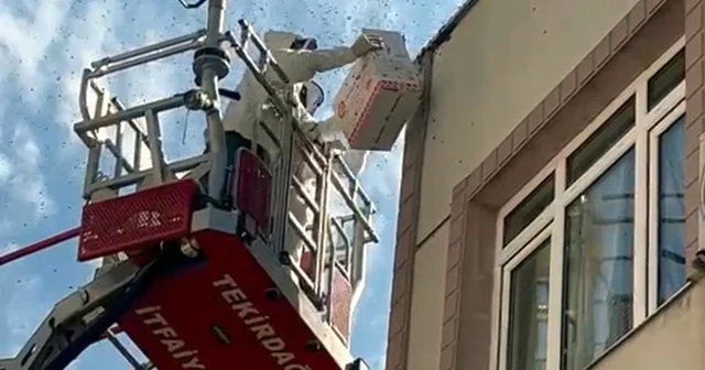 Oğul veren bal arıları nedeniyle yaya ve araç trafiği durdu Tekirdağ Haberleri