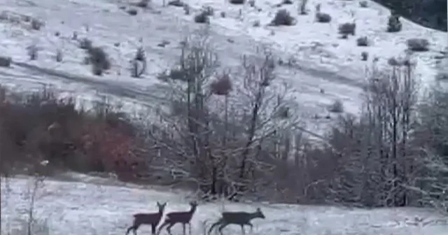 Nadir misafirler kar altında görüntülendi: Refahiye de kızıl geyik heyecanı Erzincan Haberleri