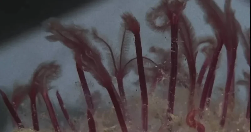 Okyanusun dibnden yükseliyorlar: Geriye kemik bile bırakmadan yiyorlar Sözcü Gazetesi