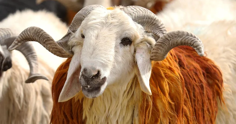 Vekalet yoluyla kurban kesim bedelleri belirlendi