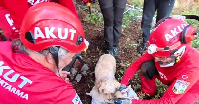 Kaya içerisindeki yarığa düşen 6 yavru köpek için film gibi kurtarma operasyonu 6 yavru 20 metrelik ve bir insanın girebileceğinden dar alandan 2 saatlik çalışmayla çıkartıldı Antalya Haberleri