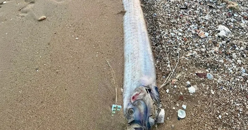 Kıyamet habercisi sahile indi: Tek tek karaya vuruyorlar Sözcü Gazetesi