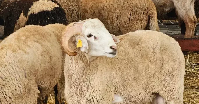 Son dakika... 2026 kurban kesim bedeli belli oldu