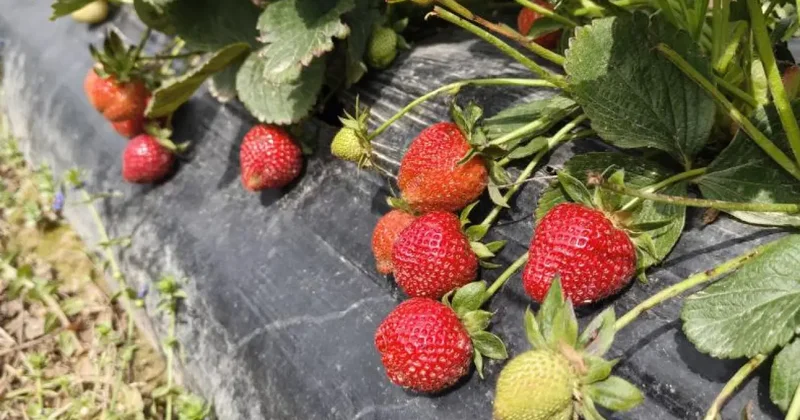 Çilek hasadı başladı: Kilosu 65 lira!