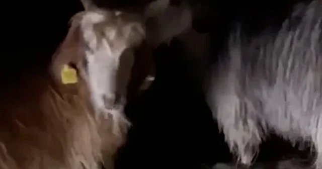 Yüksekova’yı sağanak vurdu ahırlar sular altında kaldı: Hayvanlar son anda kurtarıldı VİDEO İZLE