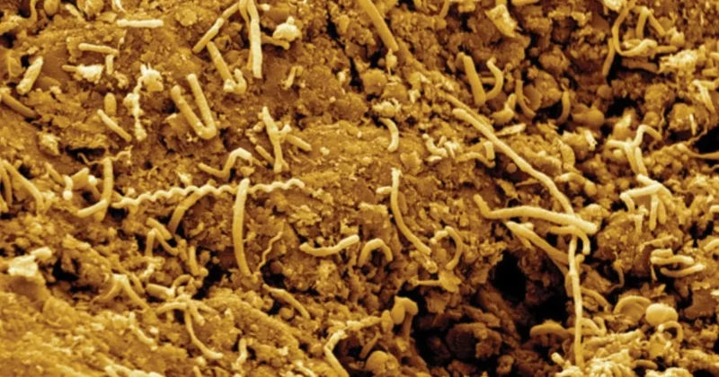 Yer kabuğunun altında hareket başladı: Mikroplar yukarı çıkıyor Sözcü Gazetesi