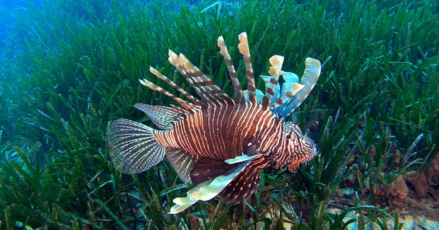 Akdeniz deki istilacı türler, besin zincirinde çıkmaz yol oluşturuyor Antalya Haberleri