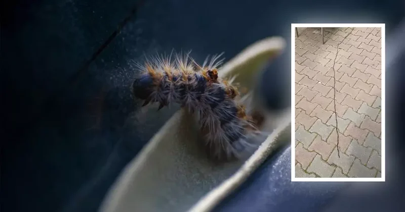 Sancaktepe de görüntülendi! Bu böceğe sakın dokunmayın: Dil şişer, hayati risk oluşabilir