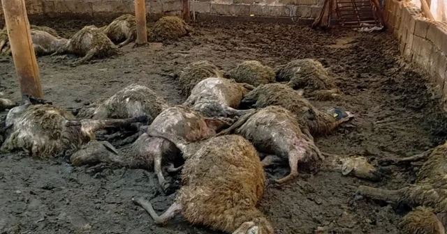 Malatya da ağıla giren kurt 30 koyunu telef etti Malatya Haberleri