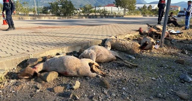 Motosiklet koyun sürücünün arasına daldı; sürücü yaralandı, 8 koyun öldü Muğla Haberleri