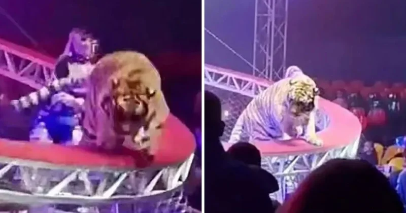 Sirkte dehşet anları: Kafesinden kaçan kaplan seyircilerin arasına daldı