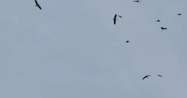 Kozan semalarında leyleklerin göç yolculuğu mest etti Adana Haberleri