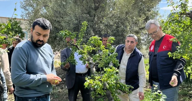 Dolu afeti sonrası hasar tespit çalışmalarına başlandı Mersin Haberleri