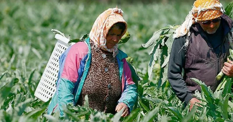 Hasadı başladı, Tanesi 400 lira: İtalya, Fransa ve Almanya sıraya girdi Sözcü Gazetesi