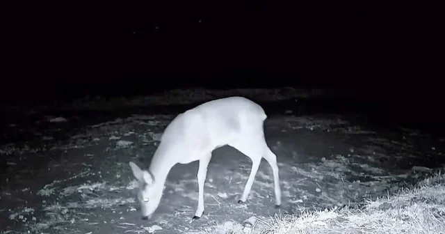 Ganos Dağı nda fotokapanla kurt, karaca ve porsuk görüntülendi Tekirdağ Haberleri
