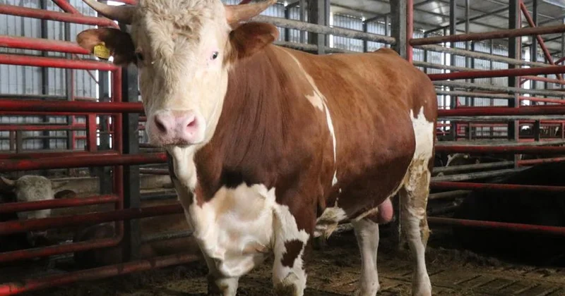 1,5 tonluk dev tosun Kurban için hazır! İşte istenen fiyat