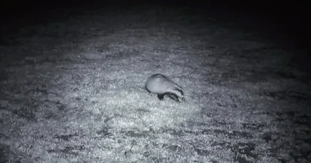 Ganos Dağı’na kurulan fotokapan doğanın gizli sakinlerini ortaya çıkardı VİDEO İZLE