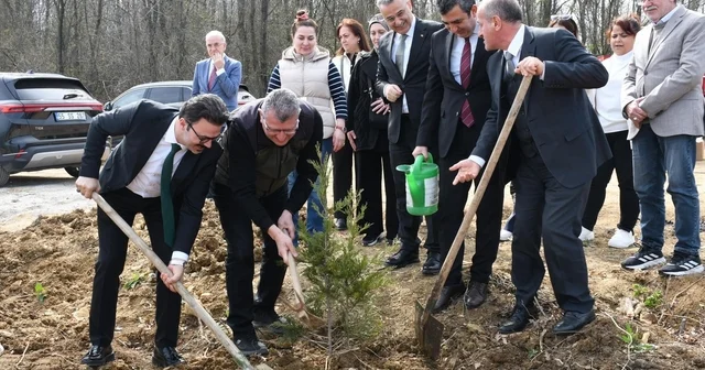 Samsun da ormanlar ağaçlandırılıyor Samsun Haberleri
