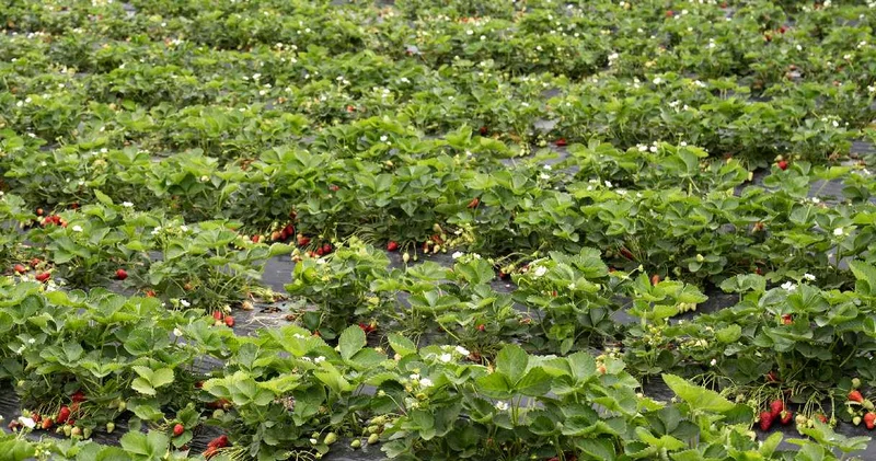 Günün ilk ışıklarıyla hasada başlayıp tek tek topluyorlar: 500 milyon lira gelir getiriyor