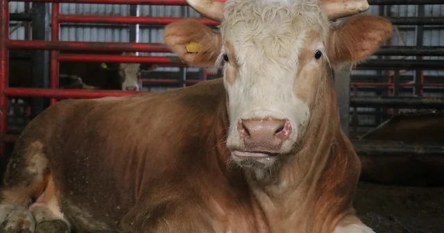 1,5 tonluk dev tosun, 950 bin liraya vitrine çıktı Besi çiftliği sahibi: Satılmazsa bizde kalacak hedefimiz 2 buçuk ton Sakarya Haberleri