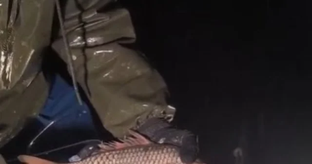 Kovada Gölü nde yasa dışı avcılığa geçit yok: Kaçak avcılıkta kullanılan 7 çuval ağa el konulurken, balıklar tekrar göle salındı Isparta Haberleri