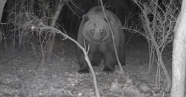 Tarlasına kurduğu fotokapanla ayı görüntüledi Bolu Haberleri
