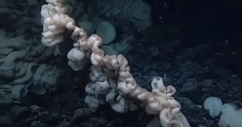 Dünyada türünün en büyüğü bulundu: Çamaşır yığınına benziyor Sözcü Gazetesi