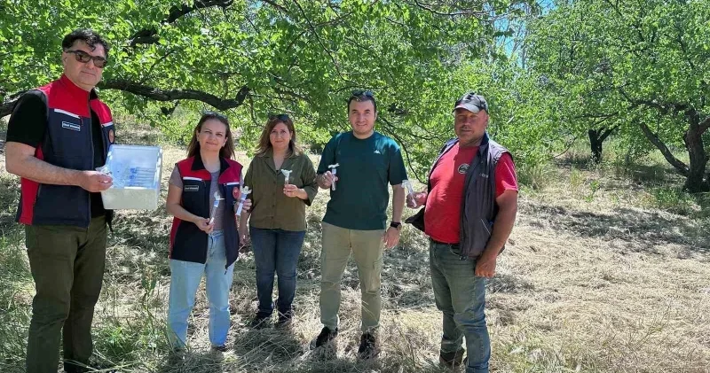 Kahverengi kokarcaya karşı samuray arısı salınımı yapıldı Çanakkale Haberleri