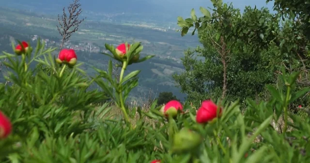 Koruma altındaki çiçekler doğaseverleri cezbediyor Manisa Haberleri