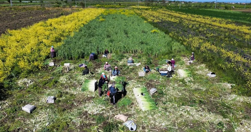 28 bin tonluk dev hasat: Kilosu 10 liradan tüm Karadeniz’e kasa kasa gönderiliyor Sözcü Gazetesi