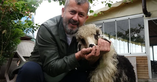 Özenle büyüttüğü kuzusu Abbas yoldaşı oldu Trabzon Haberleri