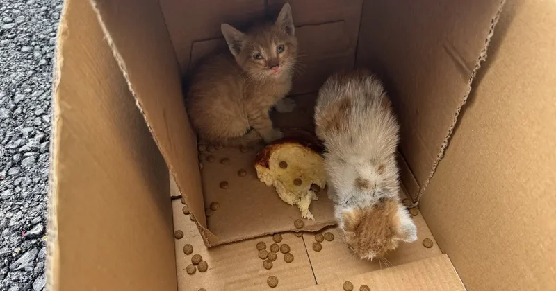 Sakarya da sıkışan 2 kedi yavrusu kurtarıldı