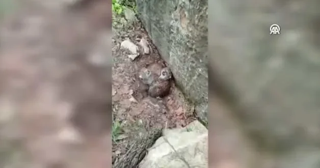 Tokat ta nesli tehlike altındaki vaşak yavruları kameraya yansıdı