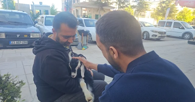 Elazığ da Zeytin isimli oğlak, mahallenin maskotu haline geldi Elazığ Haberleri