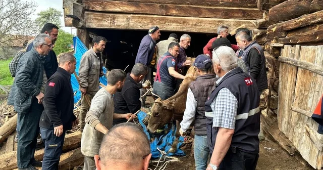 Ahır göçüğünde can pazarı: Kadın ağır yaralı kurtarıldı, hayvanlar enkaz altında kaldı Kastamonu Haberleri